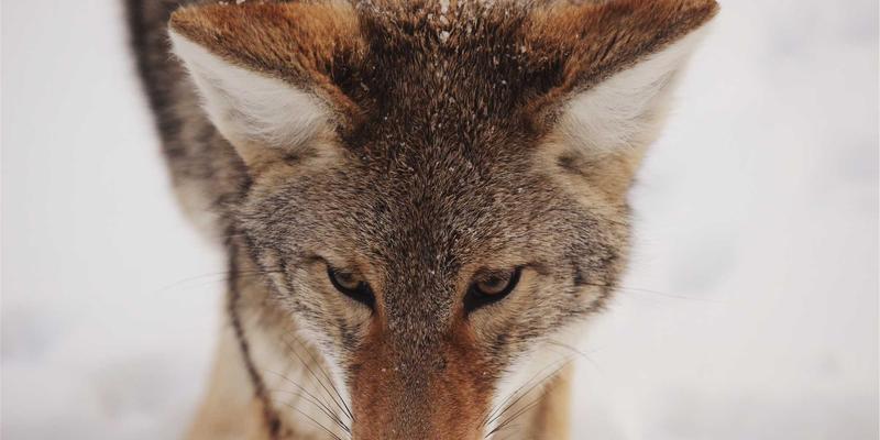 数字孪生如何重塑工程机械未来?从研发到租赁的深度变革